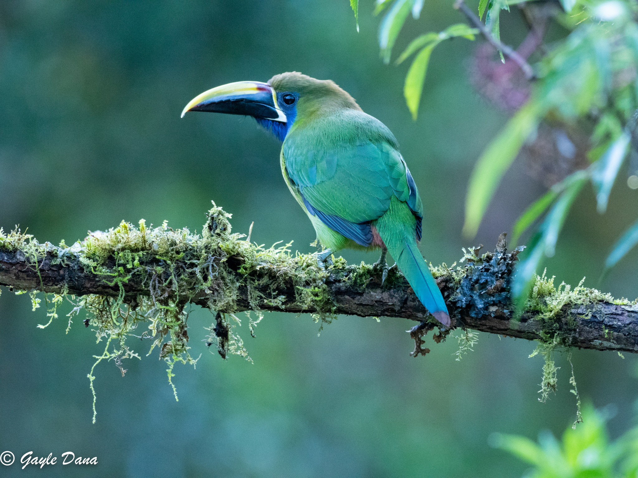 Northern Emerald Toucanet